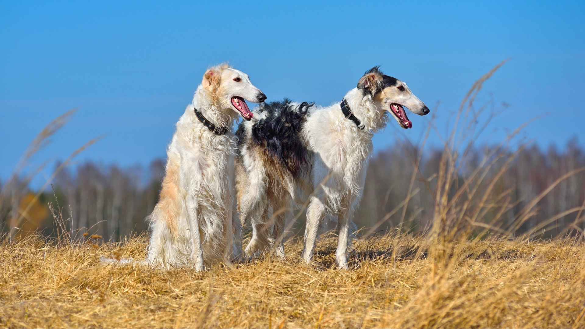 Borzoi