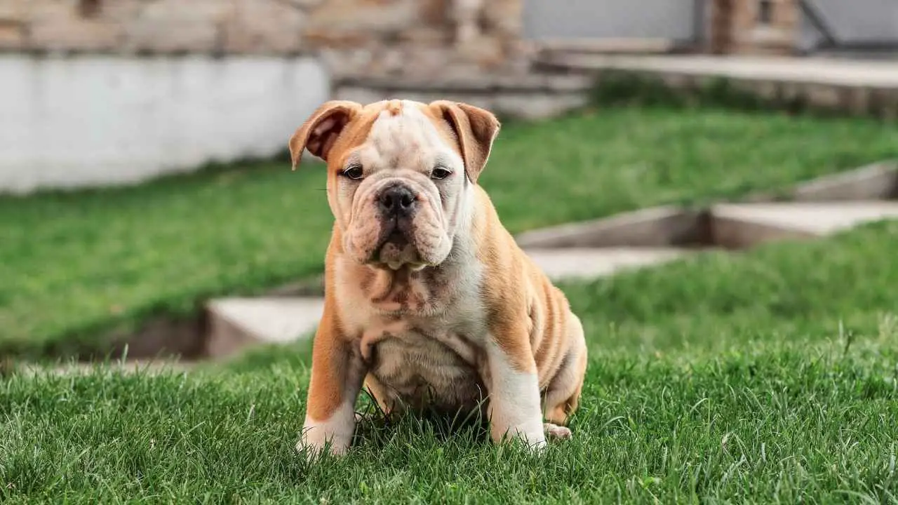 Bulldog