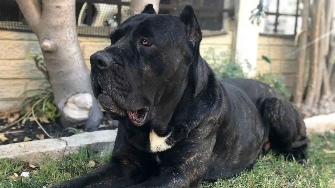 Cane Corso