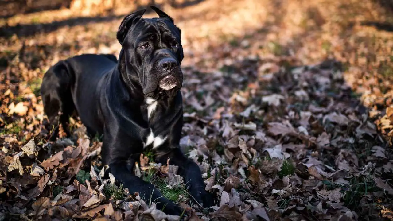 Cane Corso