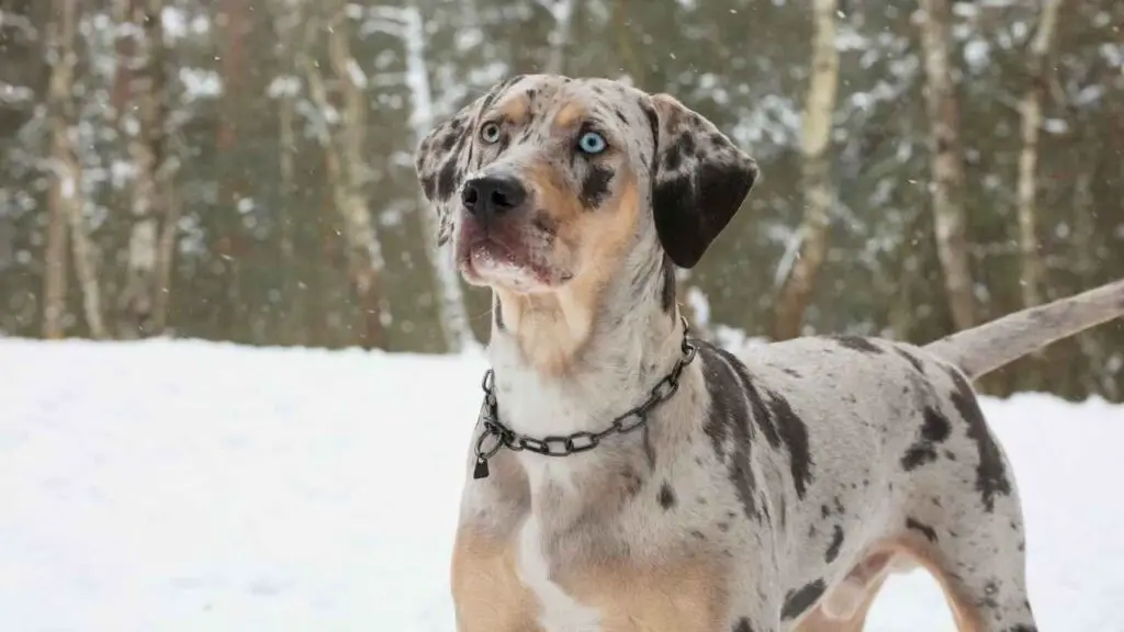 Catahoula Cur