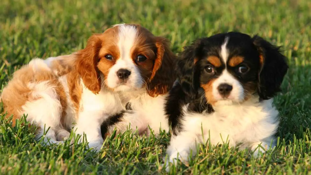 Cavalier King Charlesi spanjel