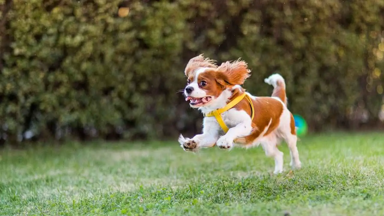 Cavalier King Charlesi spanjel