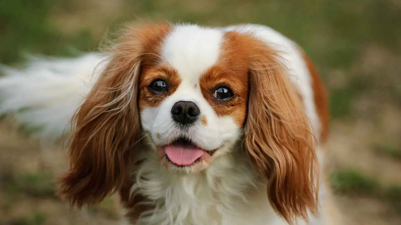 Cavalier King Charlesi spanjel