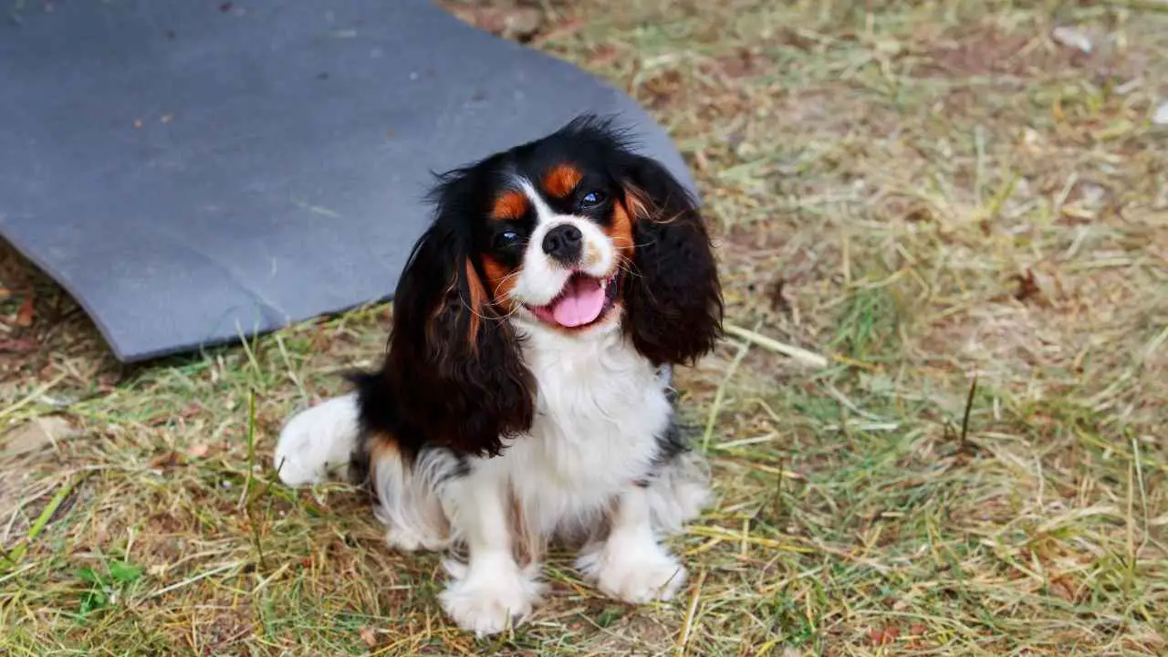 Cavalier King Charlesi spanjel