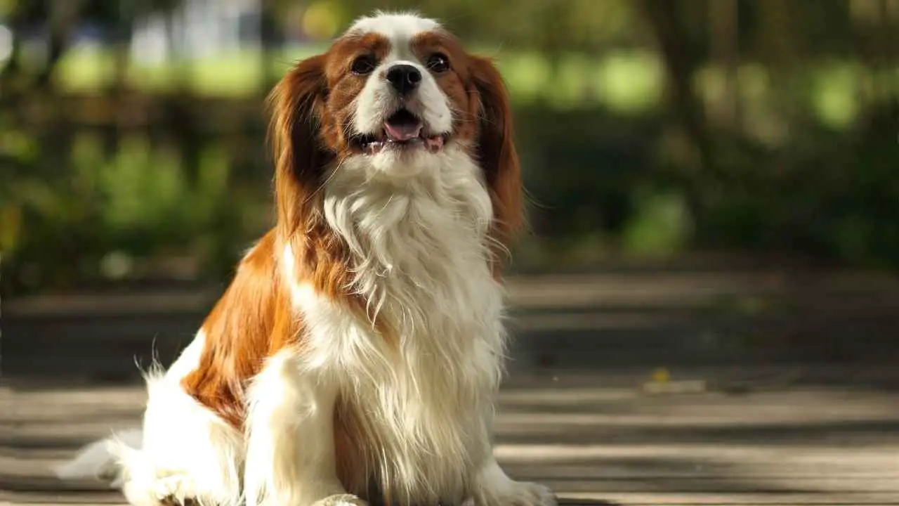 Cavalier King Charlesi spanjel