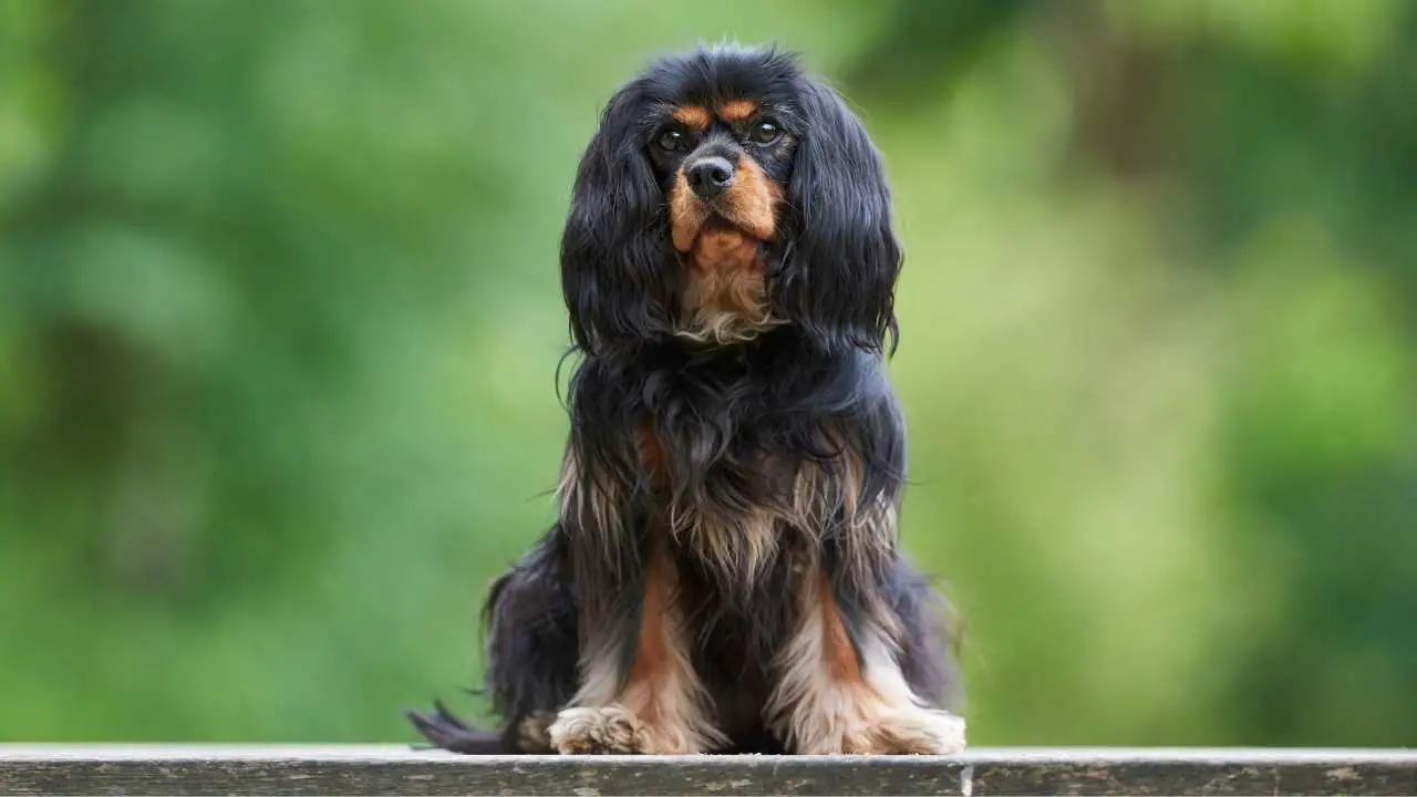 Cavalier King Charlesi spanjel