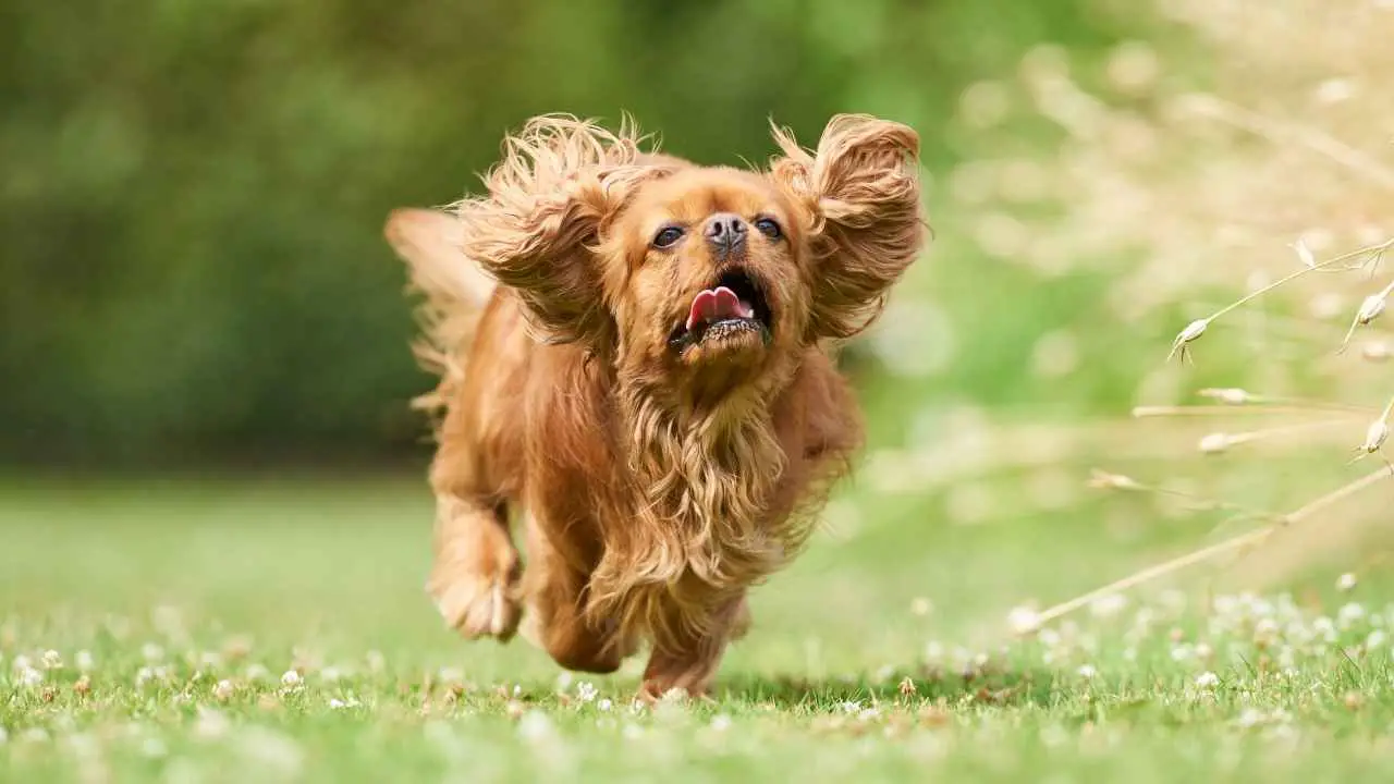 Cavalier King Charlesi spanjel