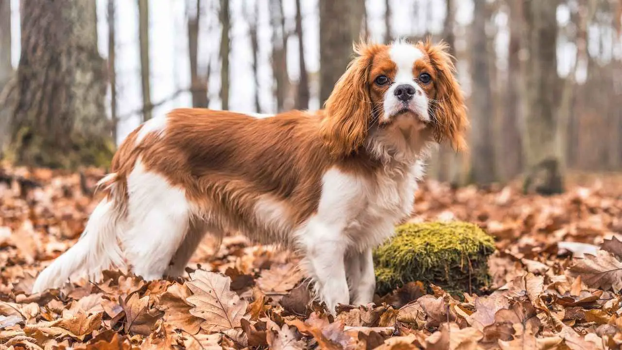 Cavalier King Charlesi spanjel