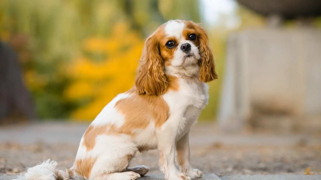 Cavalier King Charlesi spanjel