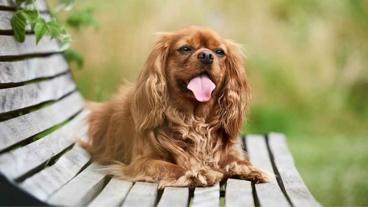 Cavalier King Charlesi spanjel