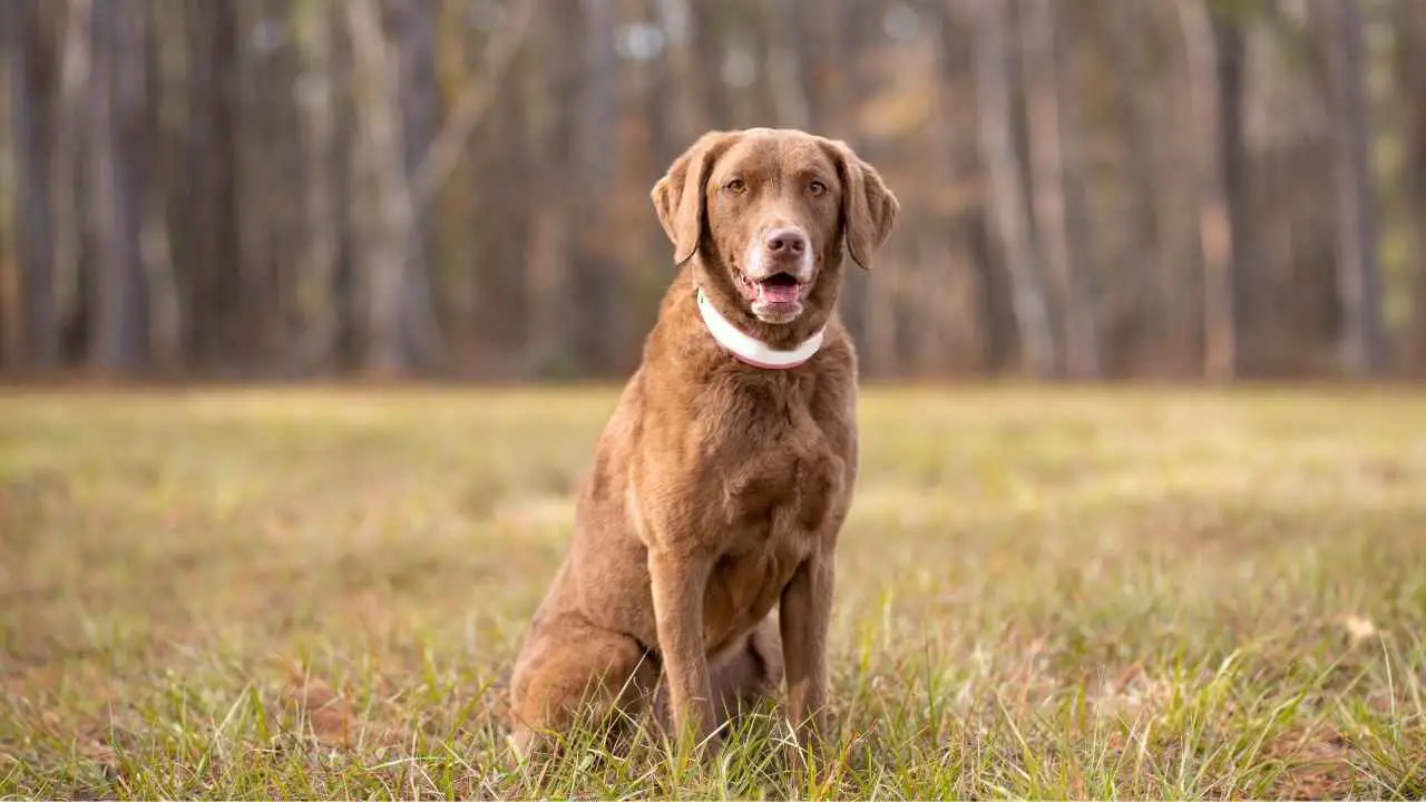 Chesapeake'i lahe retriiver