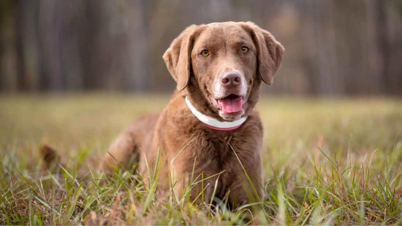 Chesapeake'i lahe retriiver