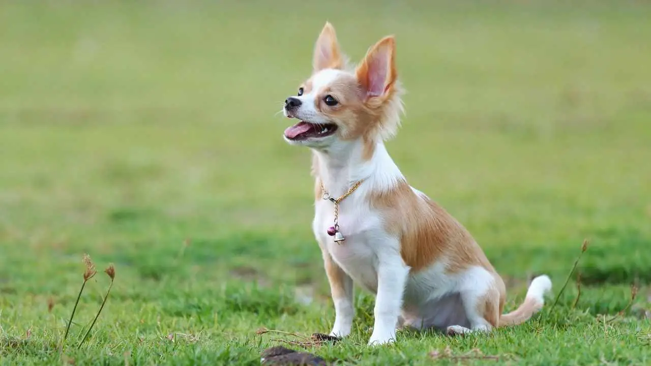 Chihuahua