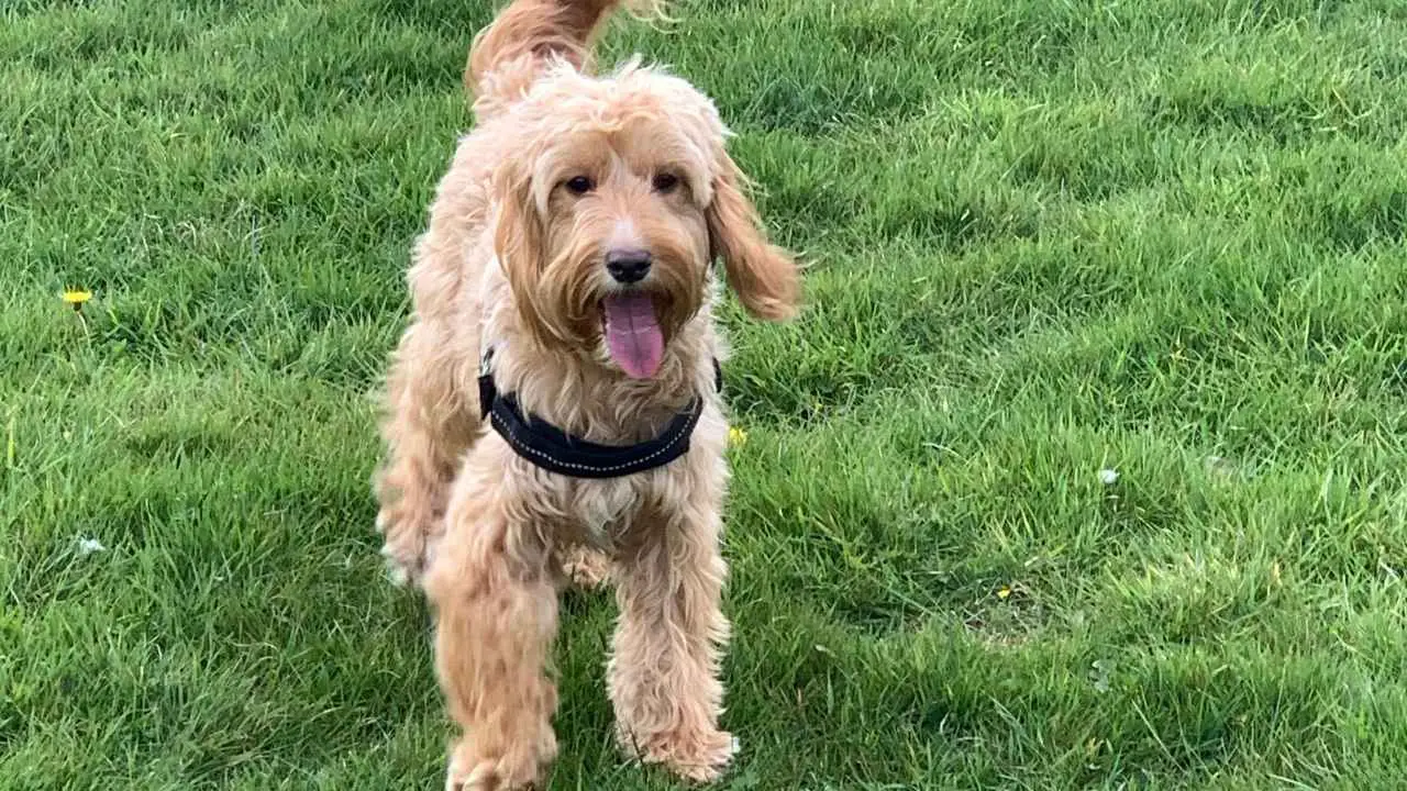 Cockapoo