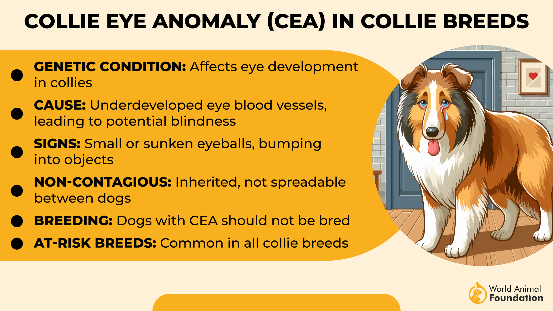 Collie Eye Anomaly (CEA) Collie Breeds-01