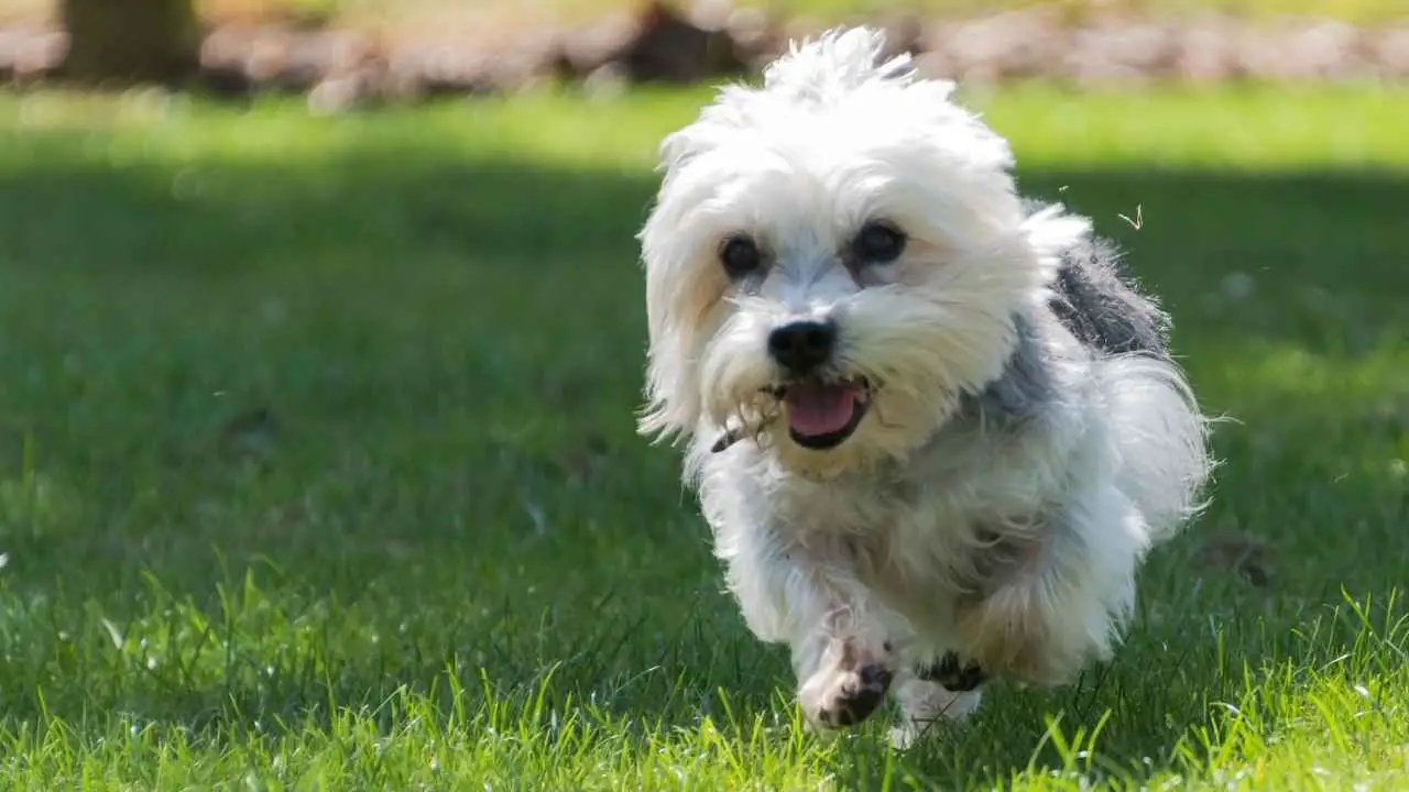 Dandie Dinmonti terjer