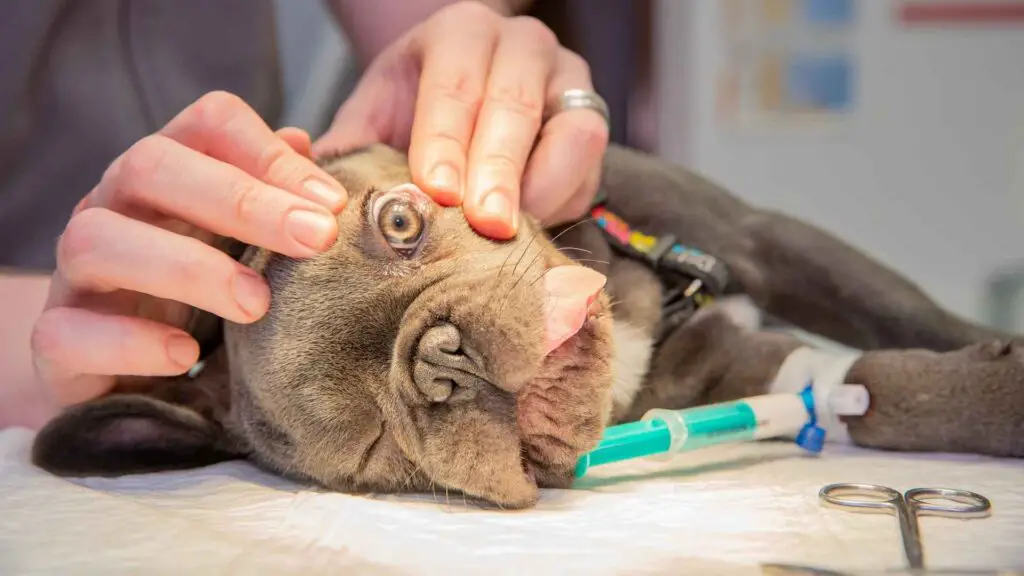 Dog Breeds Most Likely to Develop Eye Problems