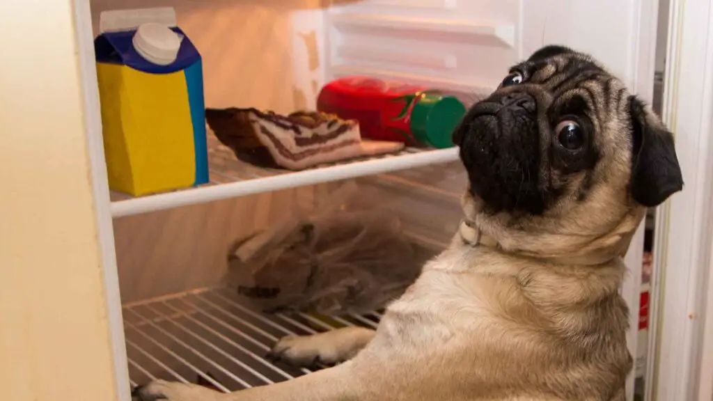 Dog Breeds Most Likely to Steal Your Snacks