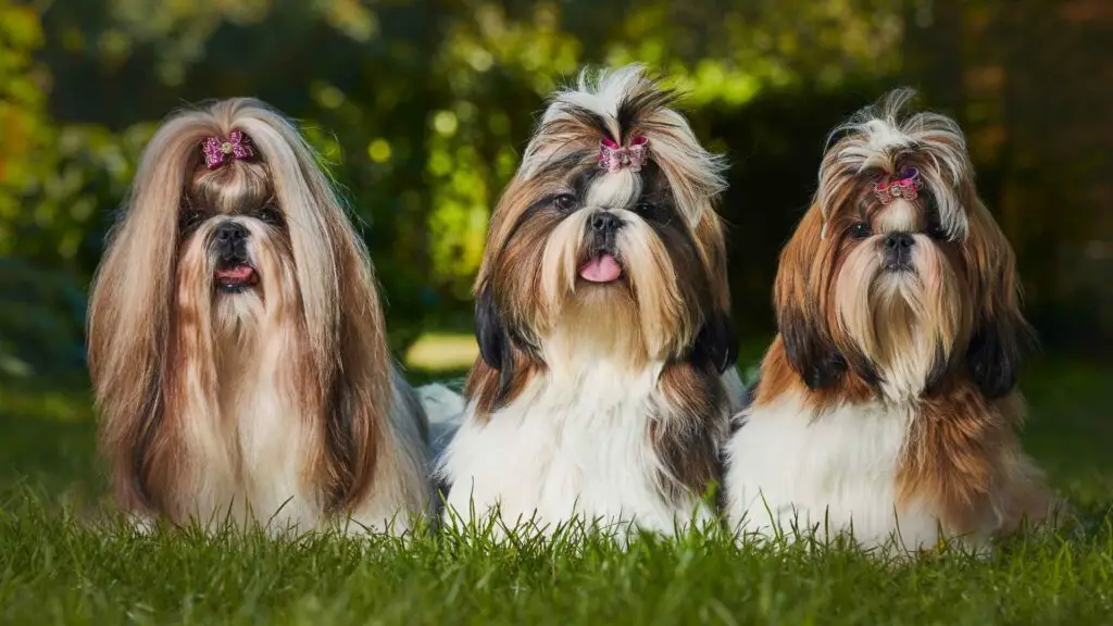 Dog Breeds That Are Similar to Shih Tzus