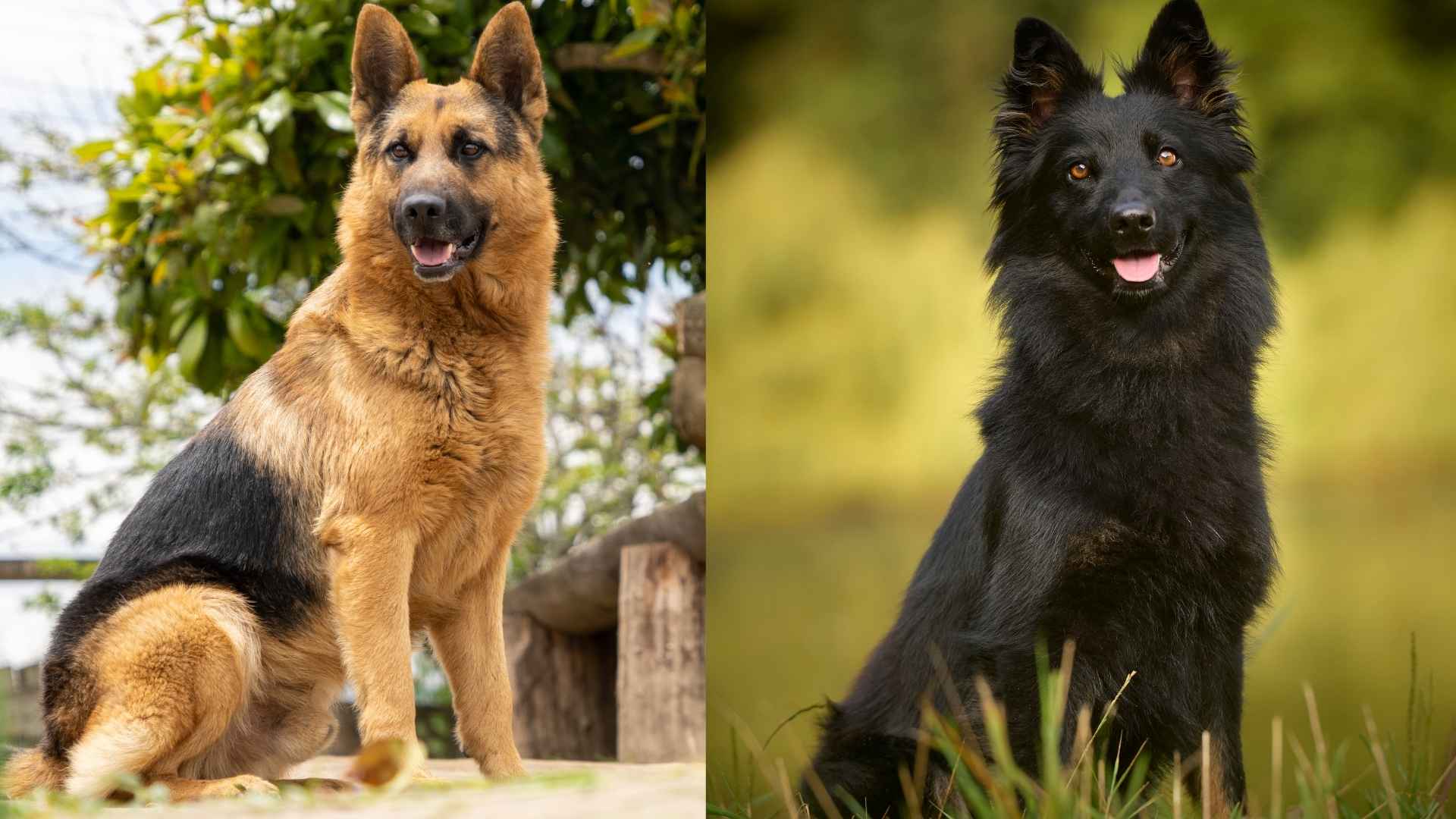 Dog Breeds That Look Like German Shepherds