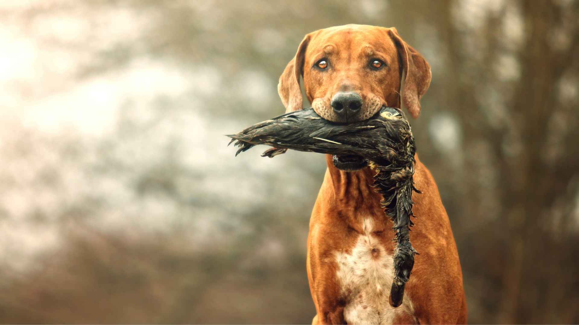 Dog Breeds That Make the Best Duck Hunters