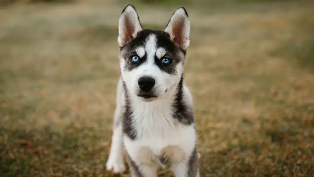 Dog Breeds With The Most Captivating And Gentle Puppy Eyes