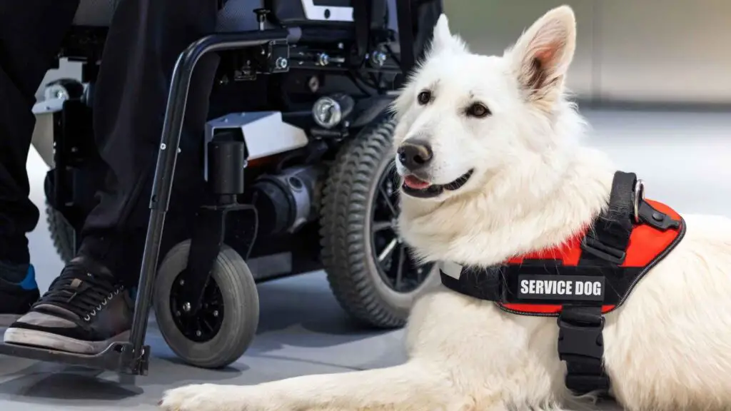 Dog Breeds that Excel at Being Service Animals