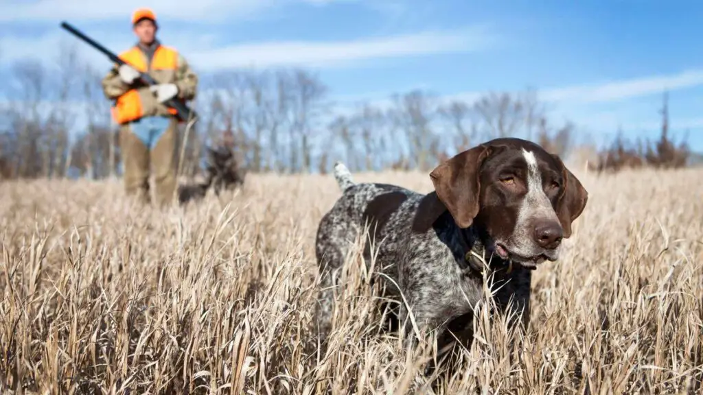 Dog Breeds with Best Vision for Hunting