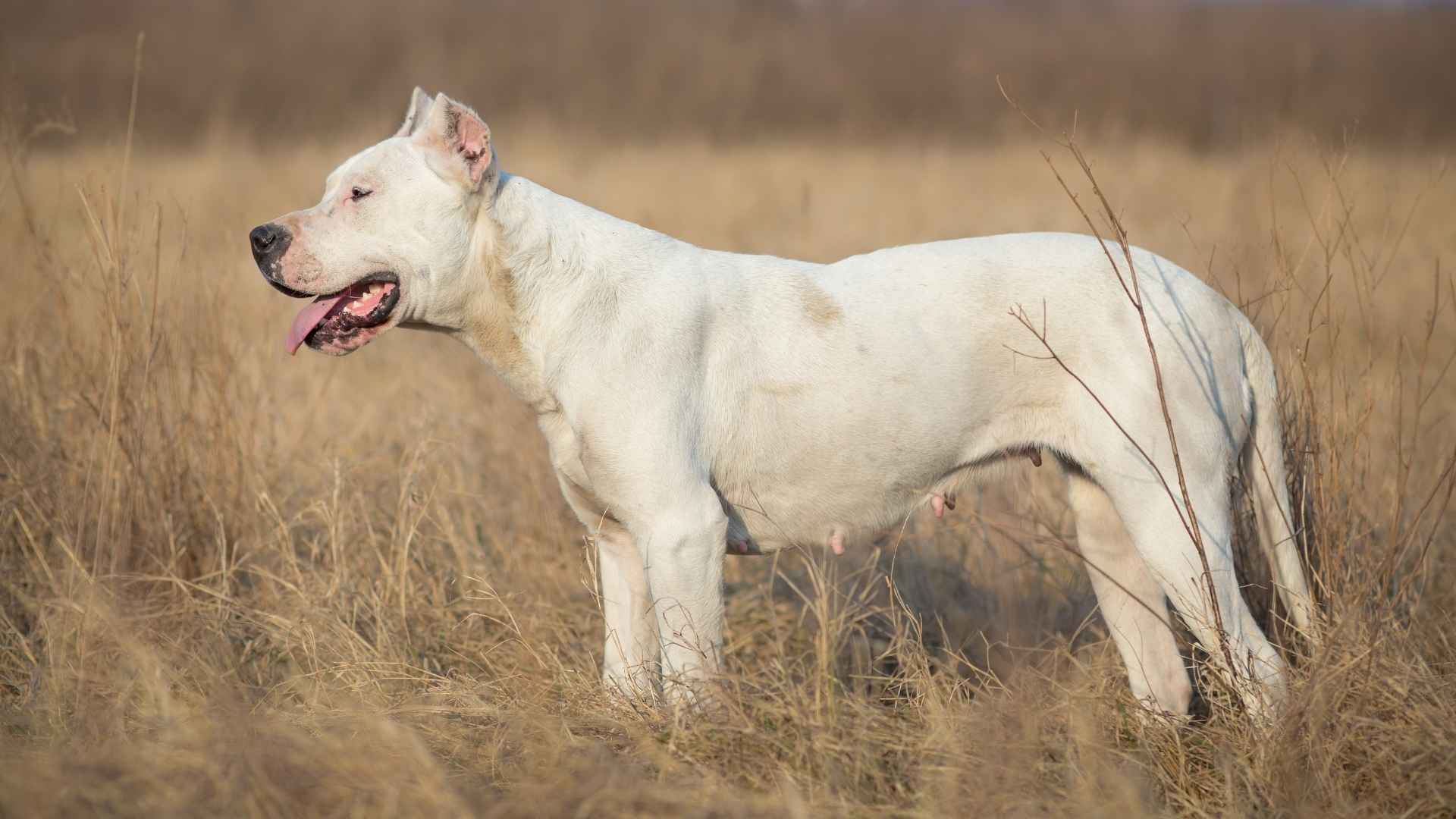 Argentiina dogi