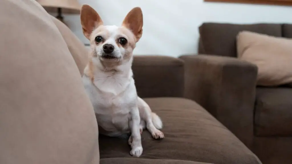 Fawn Chihuahua