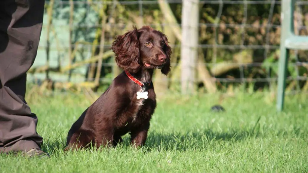 Field Spaniel