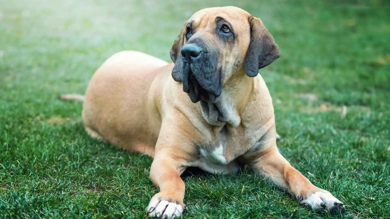 Fila Brasileiro