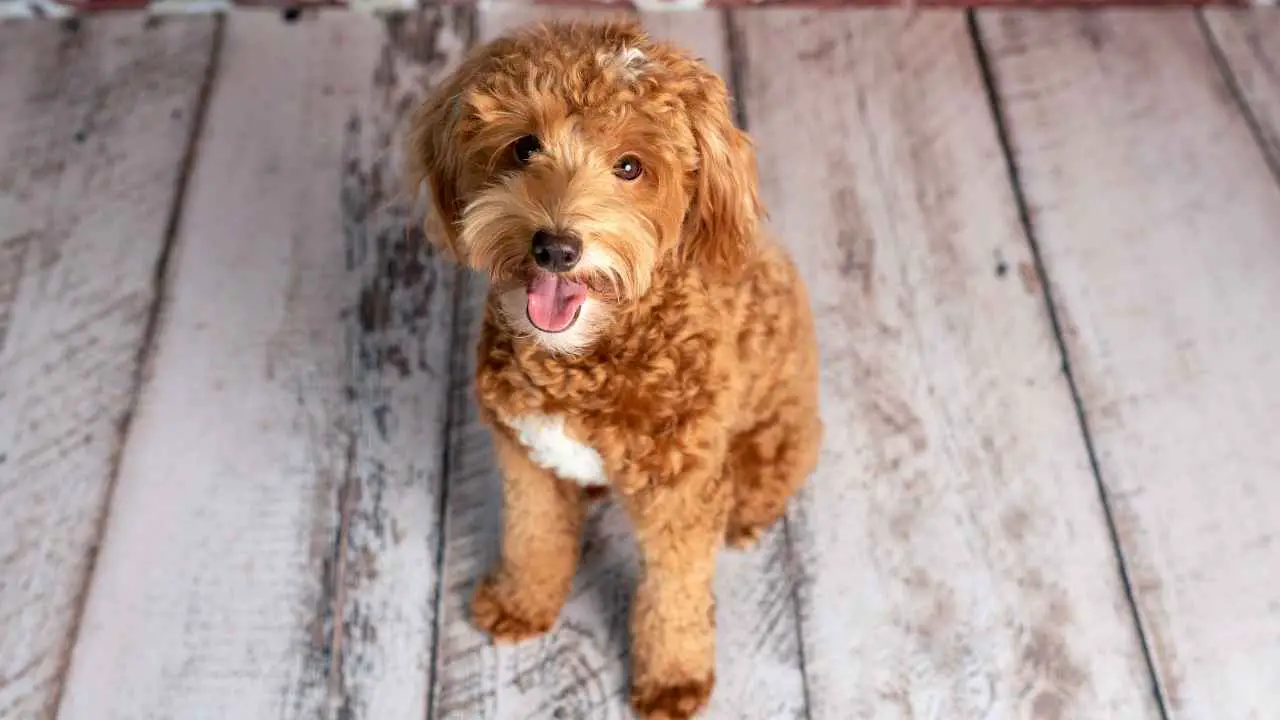 Goldendoodle