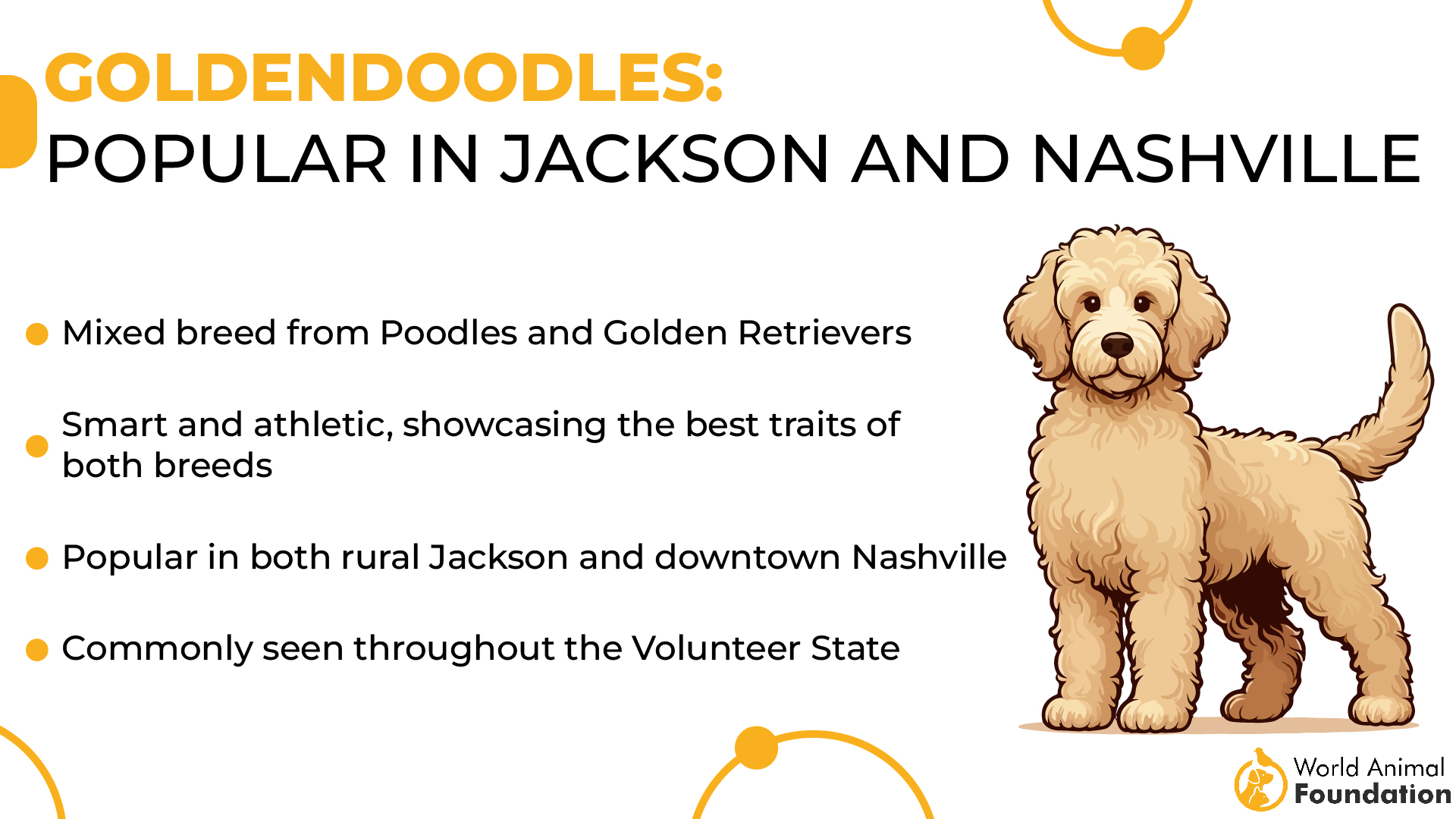 Goldendoodles on populaarne Jacksonis ja Nashville'is-01