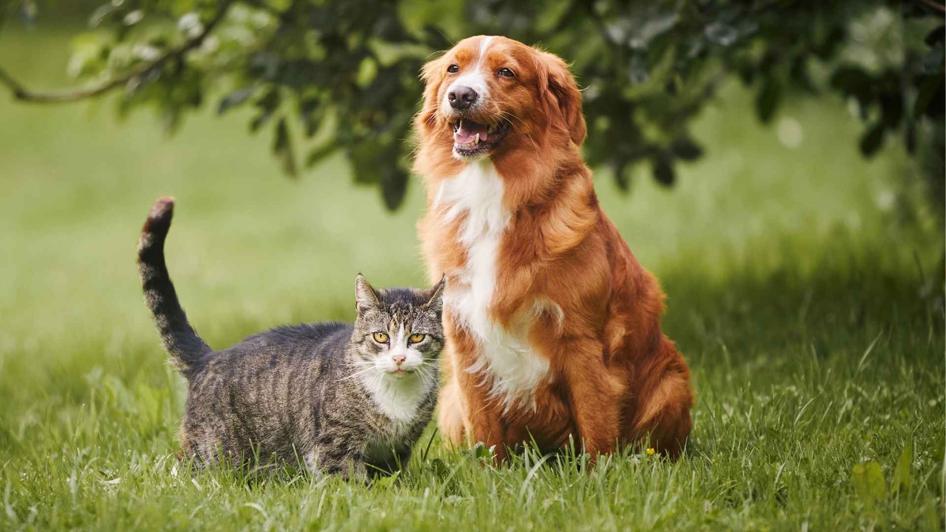 Guard Dog Breeds That Are Good With Cats