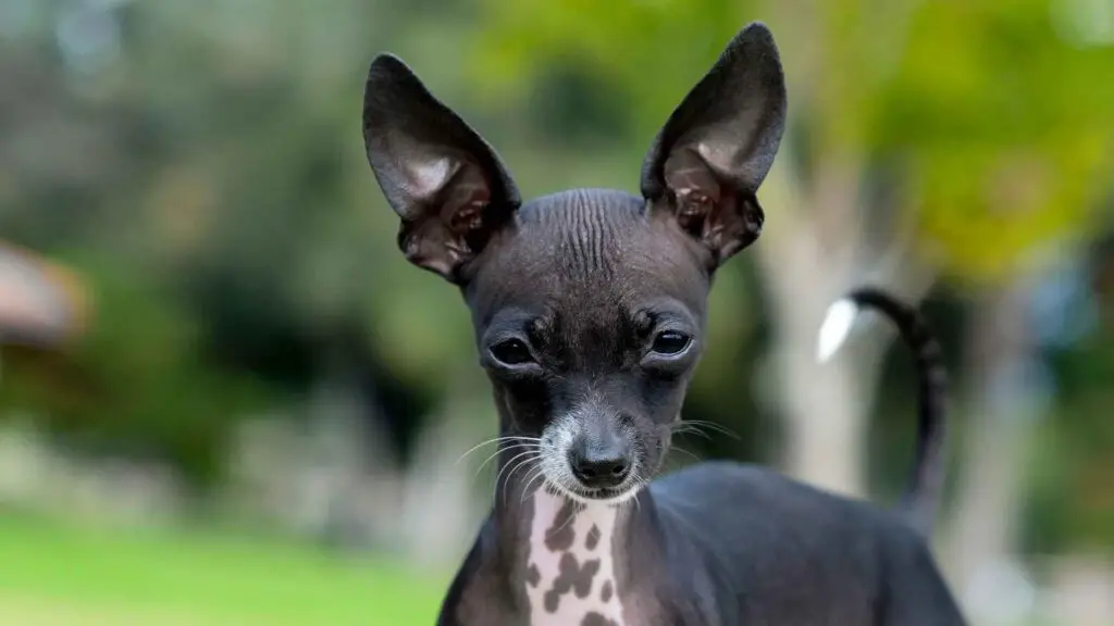 Hairless Chihuahua