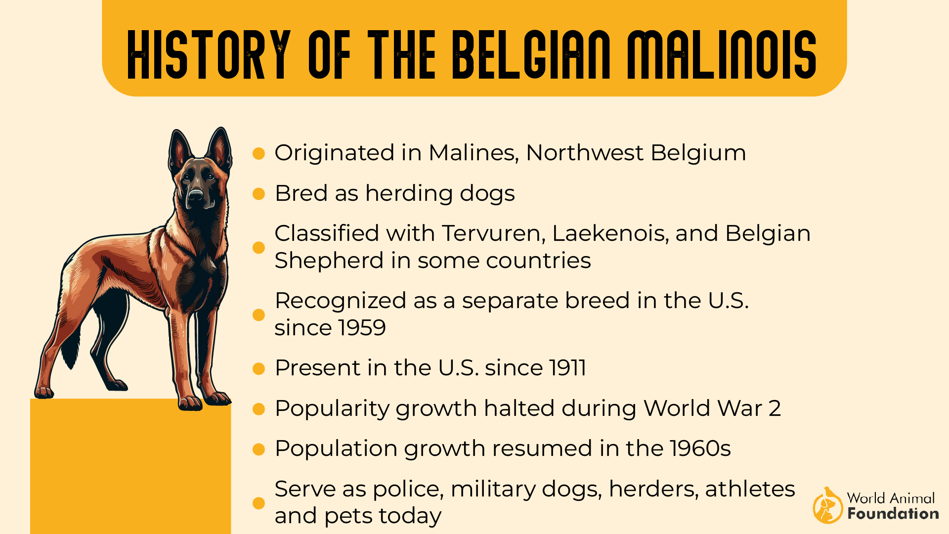 Belgia Malinoisi ajalugu-01