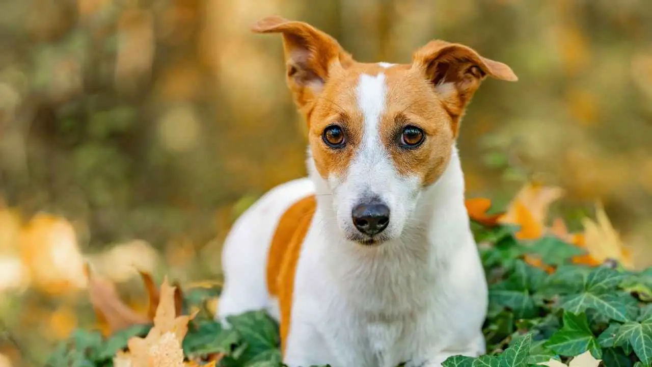 Jack Russelli terjer