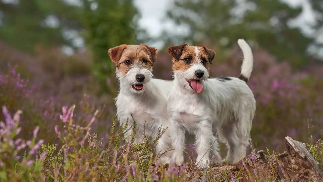 Jack Russelli terjer