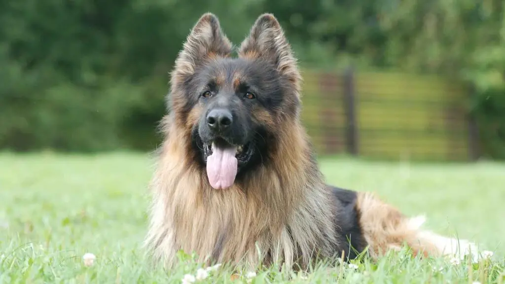 King Shepherd