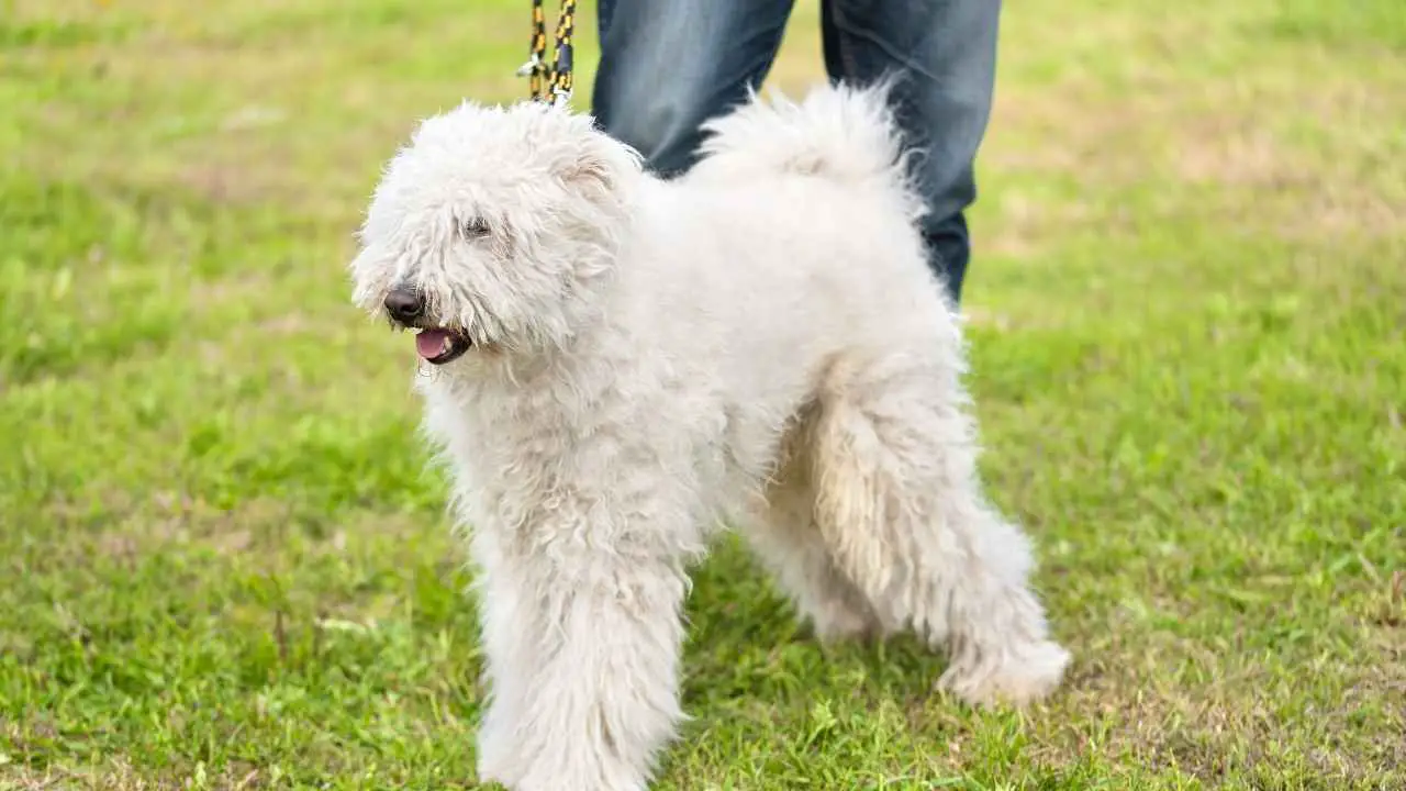 Komondor