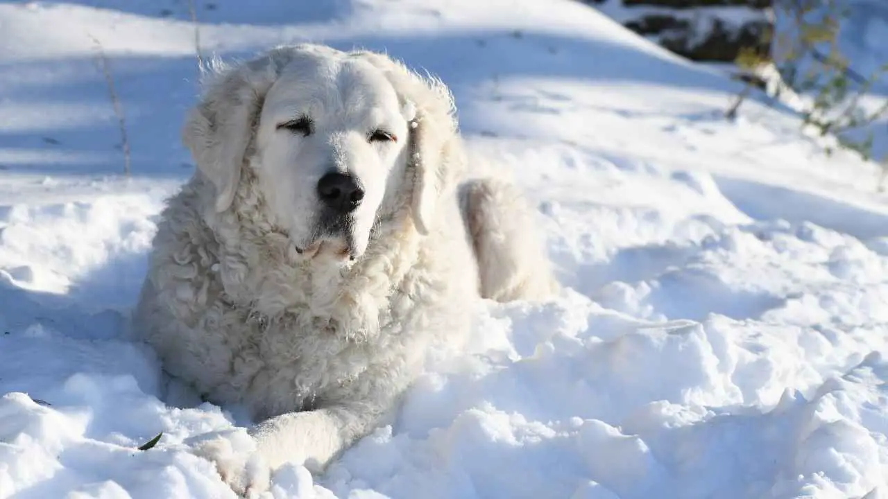 Kuvasz