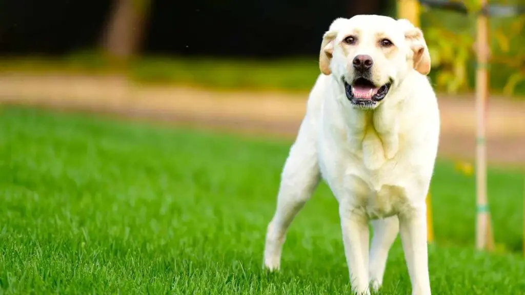 Labradori retriiver