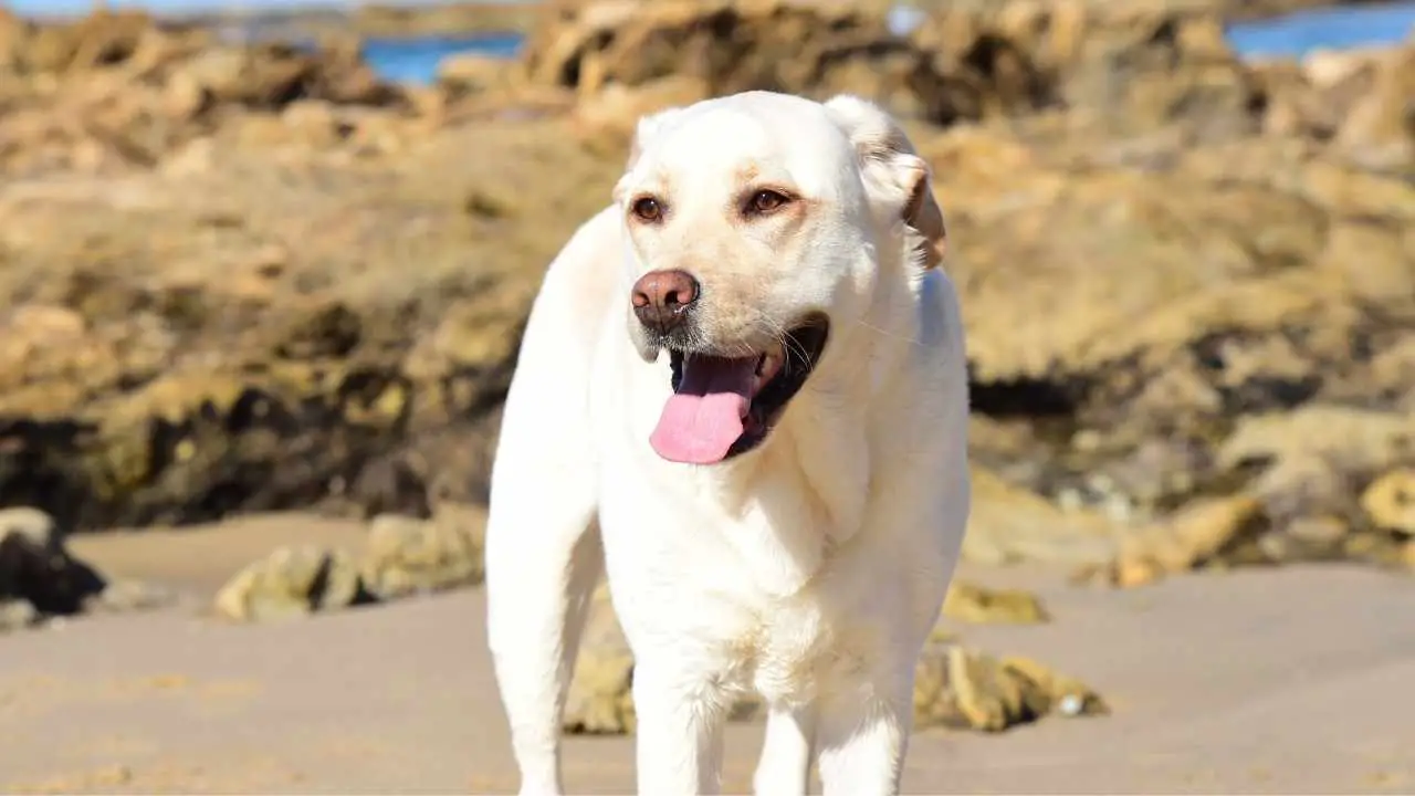 Labradori retriiver