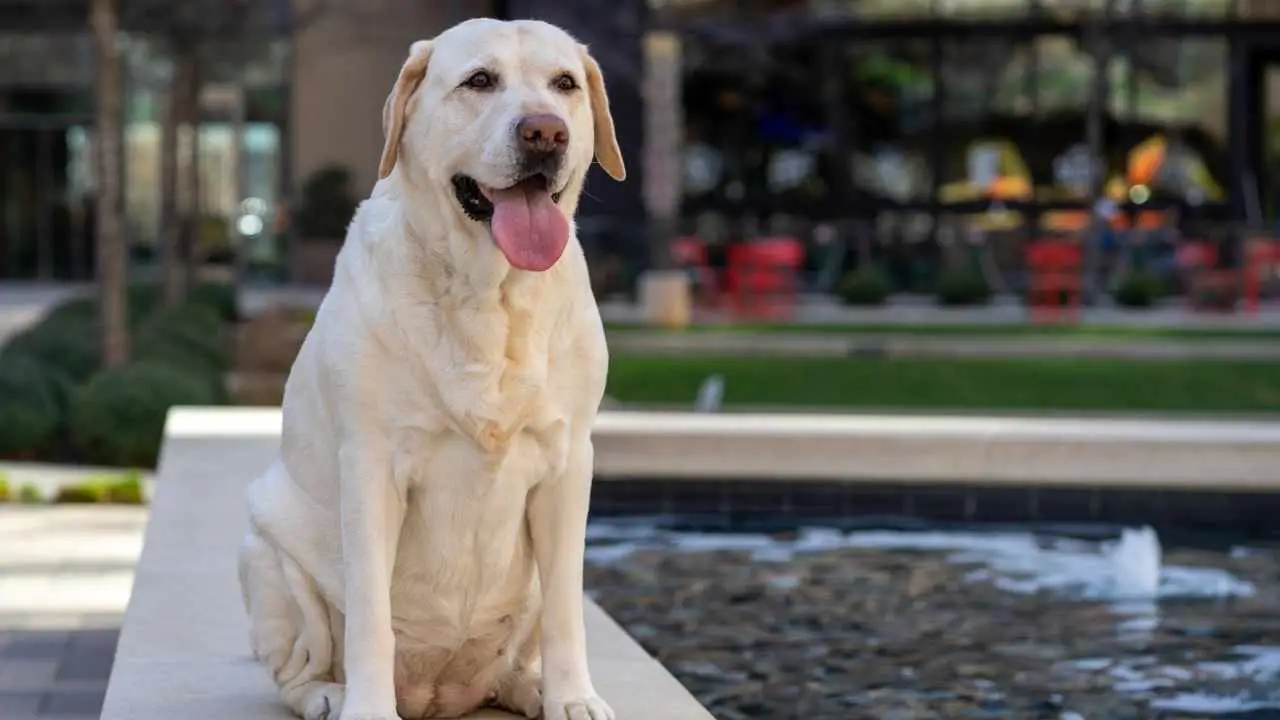 Labradori retriiver