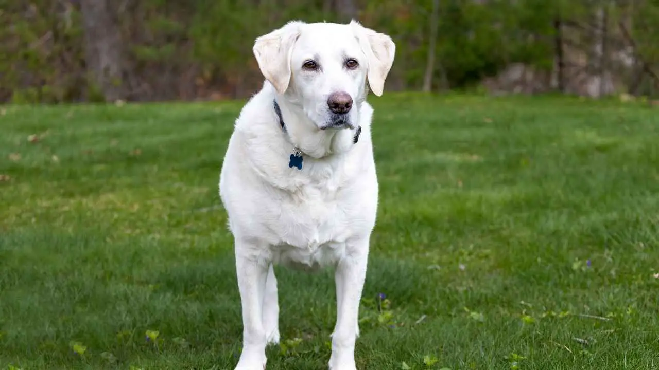 Labradori retriiver