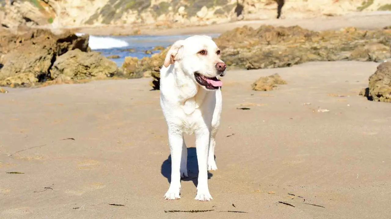 Labradori retriiver