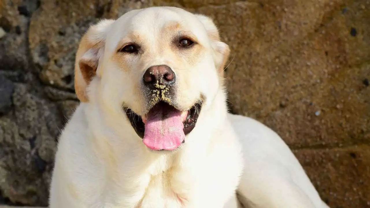 Labradori retriiver