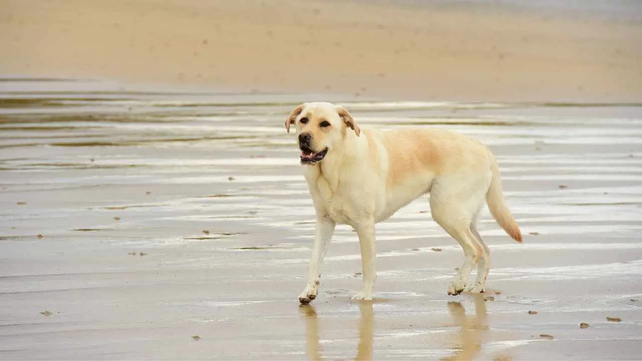 Labradori retriiver